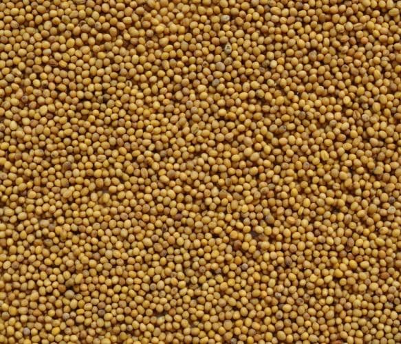 mustard seeds